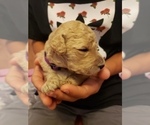 Small Photo #3 Goldendoodle Puppy For Sale in SACRAMENTO, CA, USA