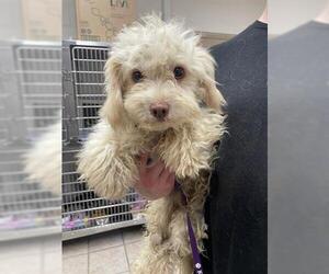 Poodle (Miniature) Dogs for adoption in Hanford, CA, USA