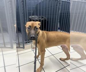 Black Mouth Cur-Unknown Mix Dogs for adoption in Stockton, CA, USA