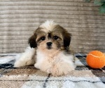 Small #3 Mal-Shi