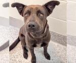 Small #2 Huskies -Labrador Retriever Mix