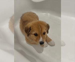 Labbe Puppy for sale in WILMINGTON, NC, USA