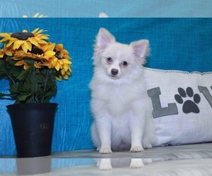 Pomeranian Puppy for sale in MARIETTA, GA, USA
