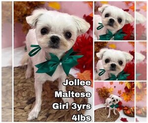 Maltese Dogs for adoption in Seattle, WA, USA