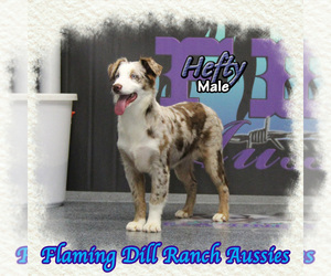 Miniature Australian Shepherd Puppy for sale in FORESTBURG, TX, USA