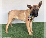 Small #5 German Shepherd Dog Mix