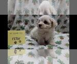 Small #3 Maltipoo (Miniature)