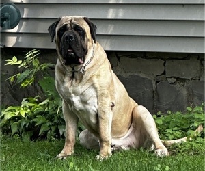 Mastiff Puppy for sale in PENN YAN, NY, USA