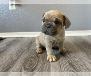 French Bulldog Puppy for sale in ADELANTO, CA, USA