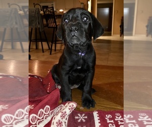 Cane Corso-Labrador Retriever Mix Puppy for sale in FORT WORTH, TX, USA