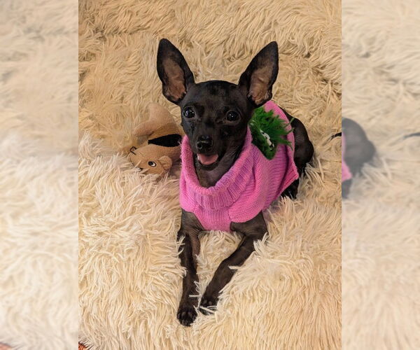 Medium Photo #1 Chihuahua Puppy For Sale in Petaluma, CA, USA
