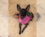 Small Chihuahua