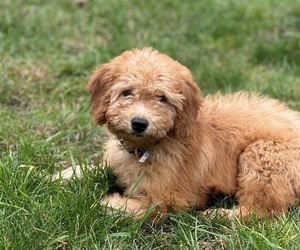Goldendoodle (Miniature) Puppy for sale in WILMINGTON, MA, USA