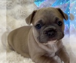 Small Photo #13 French Bulldog Puppy For Sale in WEXFORD, PA, USA