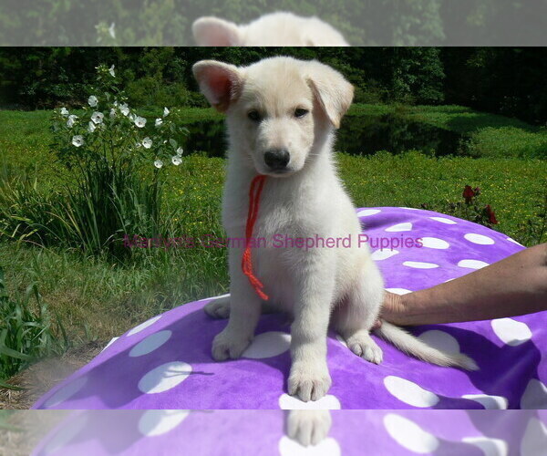 Medium Photo #8 German Shepherd Dog Puppy For Sale in PIEDMONT, MO, USA