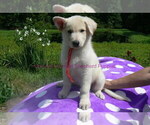 Small #7 German Shepherd Dog