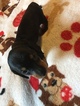 Small Photo #8 Dachshund Puppy For Sale in KINGSLAND, TX, USA