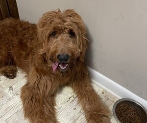 Goldendoodle Puppy for sale in BISHOP, GA, USA