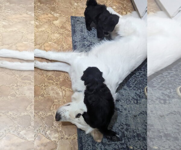 Medium Photo #6 Great Pyrenees-Unknown Mix Puppy For Sale in Dallas, TX, USA