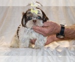 Small #1 Shih Tzu