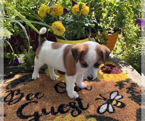 Jack Russell Terrier Puppy for sale in NASHVILLE, NC, USA