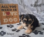 Small #1 Yo-Chon