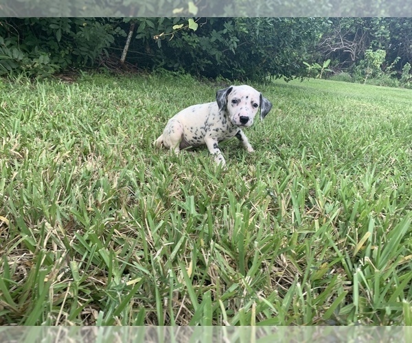 Medium Photo #12 Dalmatian Puppy For Sale in MERRITT IS, FL, USA