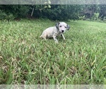 Small Photo #12 Dalmatian Puppy For Sale in MERRITT IS, FL, USA