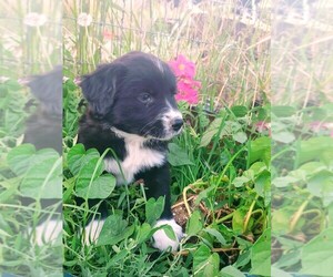 Australian Shepherd-Cocker Spaniel Mix Puppy for sale in INCHELIUM, WA, USA