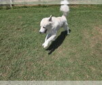 Small #30 Chow Chow-Great Pyrenees Mix