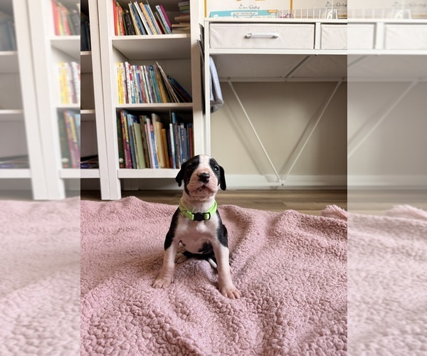 Medium Photo #1 Great Dane Puppy For Sale in BLYTHEWOOD, SC, USA