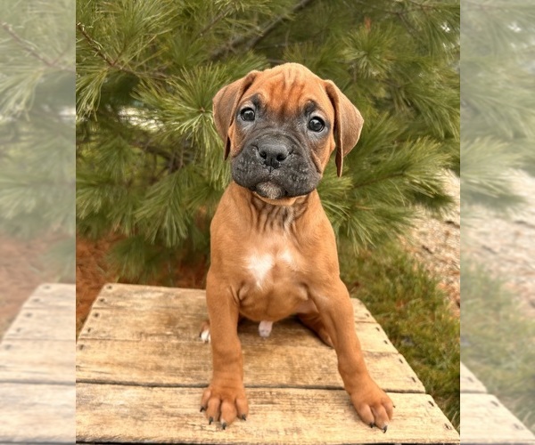 Medium Photo #4 Boxer Puppy For Sale in MIDDLEBURY, IN, USA