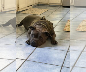 Abby - Female Bulldog-Unknown Mix Dog for Adoption - Photo #3