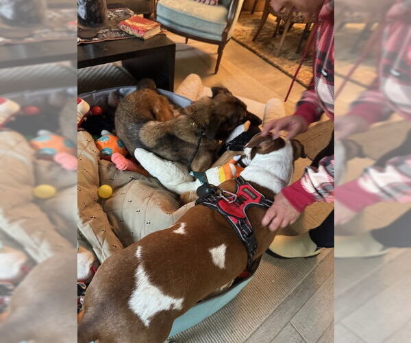 Medium Photo #3 German Shepherd Dog-Unknown Mix Puppy For Sale in Houston, TX, USA