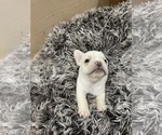 Small Photo #12 French Bulldog Puppy For Sale in CLEARWATER, FL, USA