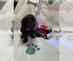 Small #1 Labrador Retriever
