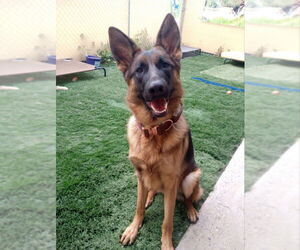German Shepherd Dog Dogs for adoption in San Diego, CA, USA