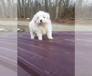 Pomeranian-Poodle (Toy) Mix Puppy for sale in SPENCER, TN, USA