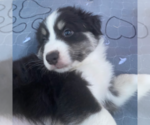 Small Photo #7 Australian Shepherd Puppy For Sale in SALADO, TX, USA