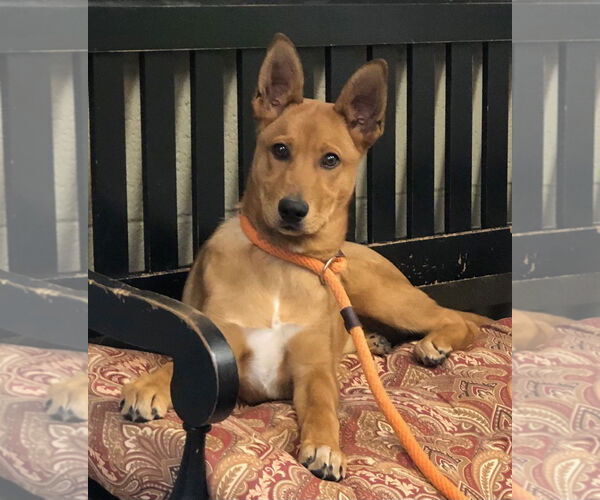 Medium Photo #3 Mutt Puppy For Sale in Amarillo, TX, USA