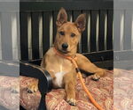 Small #2 Mutt