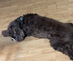 Small Photo #1 Cocker Spaniel Puppy For Sale in COLBERT, GA, USA