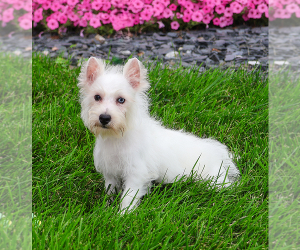 Medium Photo #7 Poodle (Toy)-West Highland White Terrier Mix Puppy For Sale in SYRACUSE, IN, USA