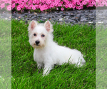 Small Photo #7 Poodle (Toy)-West Highland White Terrier Mix Puppy For Sale in SYRACUSE, IN, USA