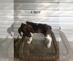 Small Photo #10 German Shorthaired Pointer Puppy For Sale in ENTERPRISE, AL, USA