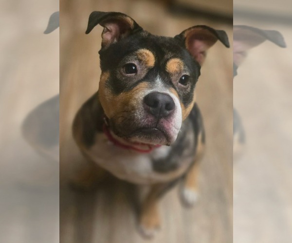 Medium Photo #2 American Bulldog Puppy For Sale in Menifee, CA, USA