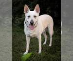 Small #1 Mutt