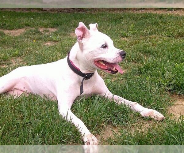 Medium Photo #4 American Pit Bull Terrier Puppy For Sale in Osgood, IN, USA