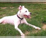 Small #3 American Pit Bull Terrier