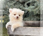 Small #4 Pomeranian